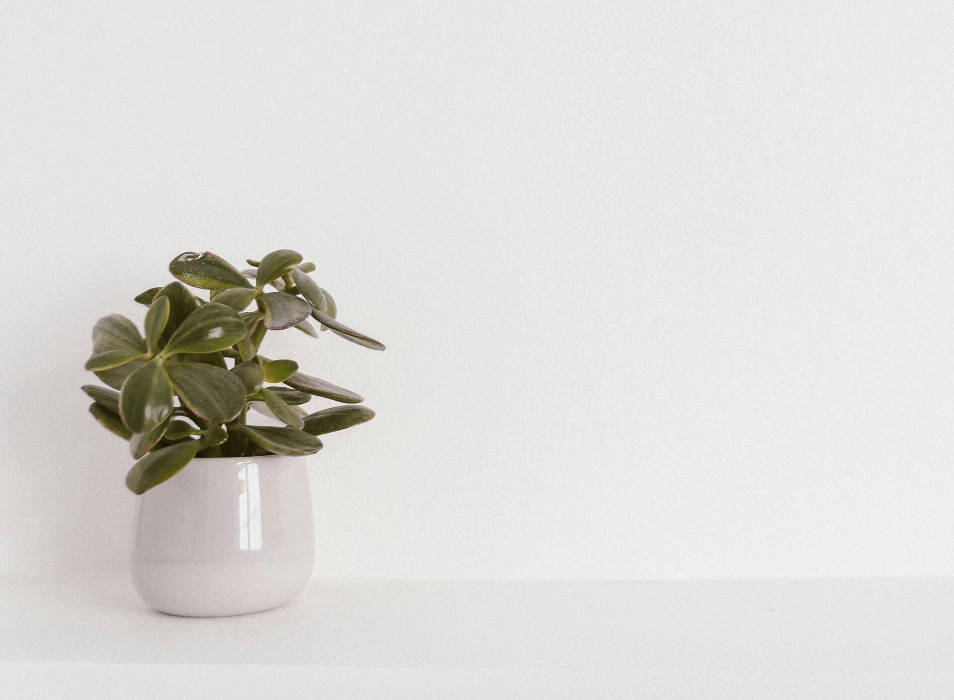 Photo by Andreea Ch succulent in vase with white background.